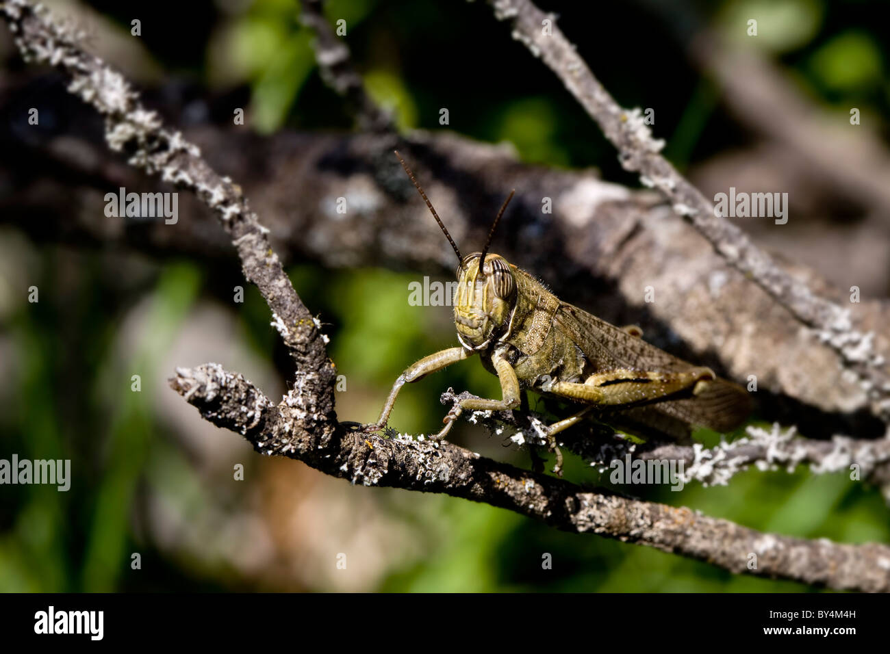 Locust on a branch, Sardinia, Italy Stock Photo