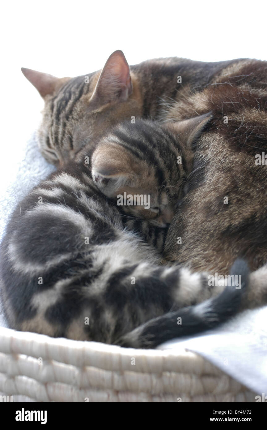 Two Tabby Cats Sleeping Stock Photo