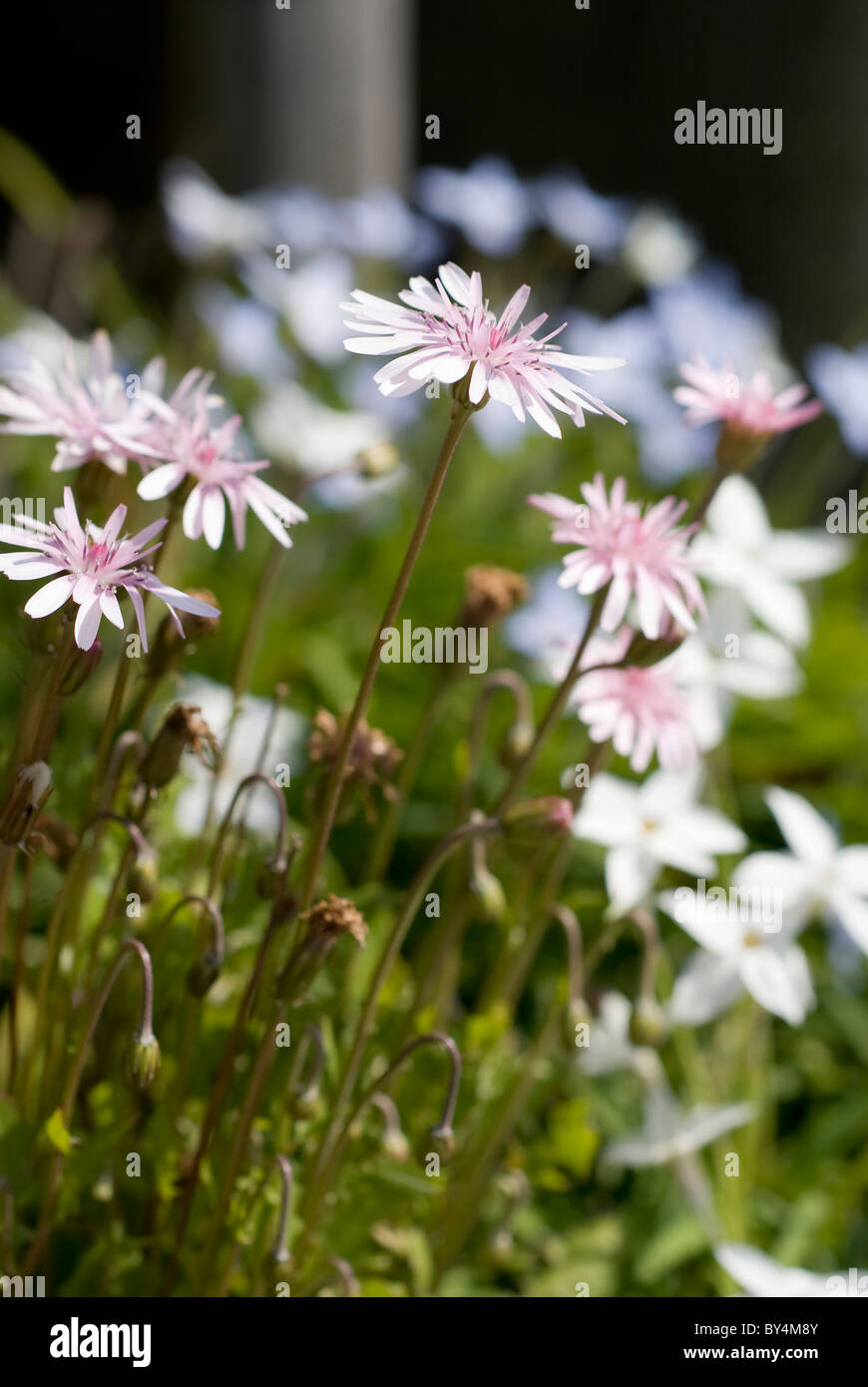 Hawks Beard Flowers Stock Photo