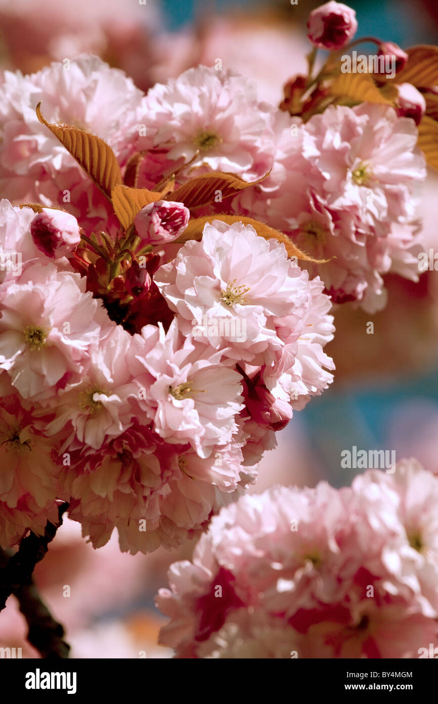Cherry tree in full blossom, springtime, Harrogate, England Stock Photo