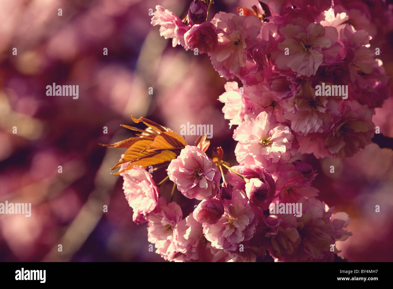 Blossom tree uk hires stock photography and images Alamy