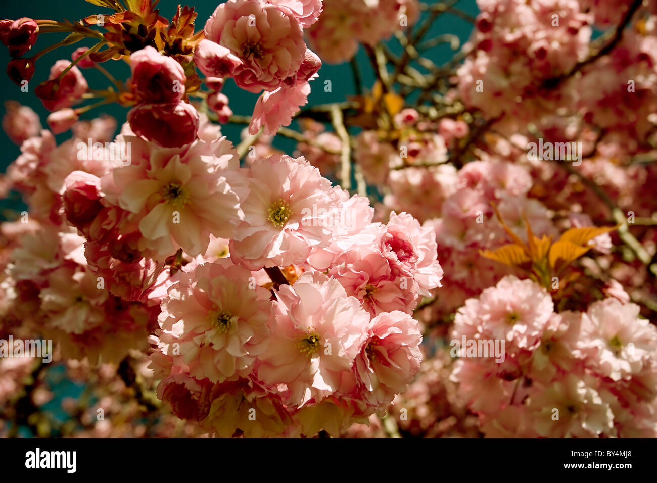 Cherry tree in full blossom, springtime, Harrogate, England Stock Photo