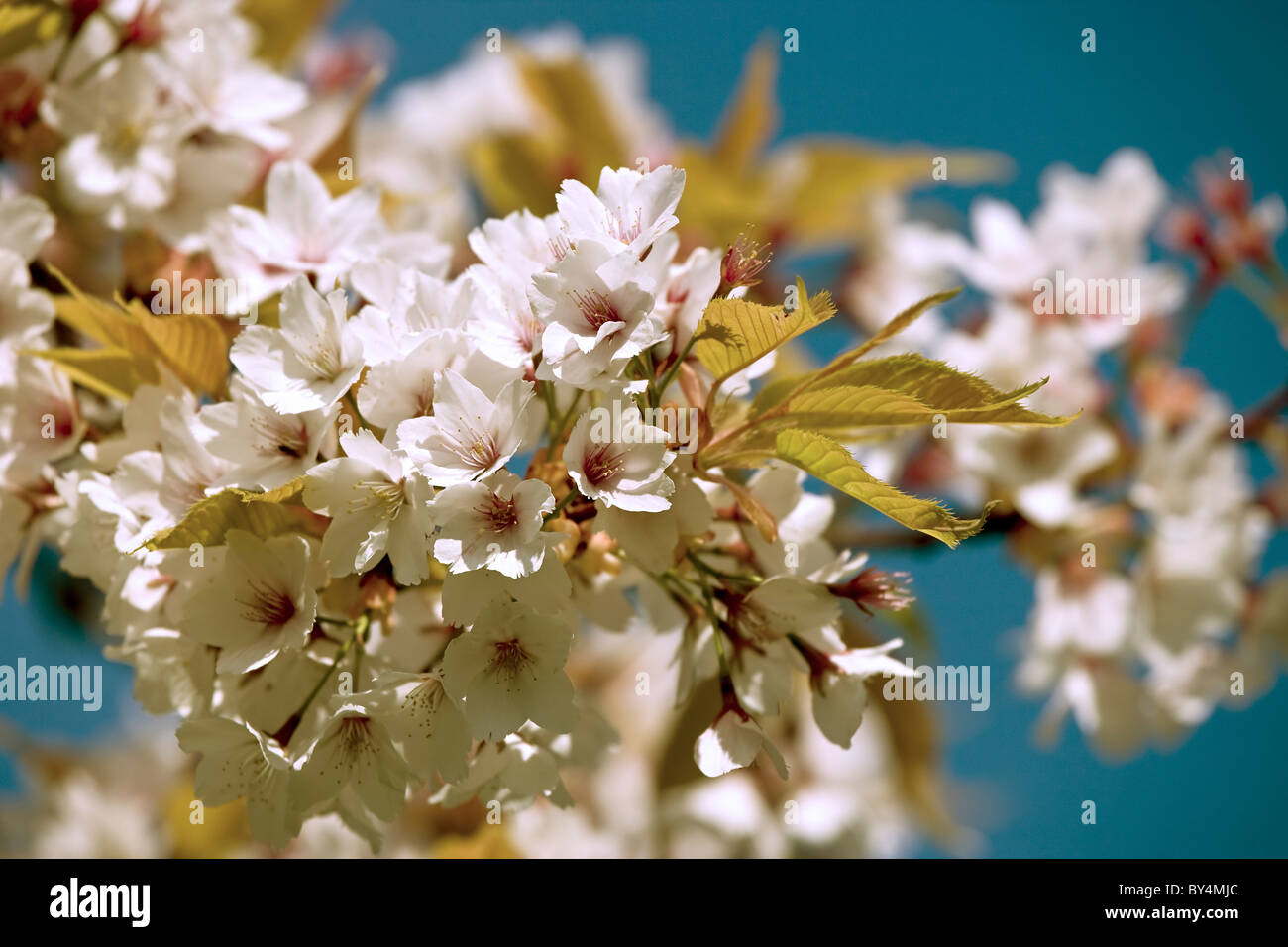 Cherry tree in full blossom, springtime, Harrogate, England Stock Photo