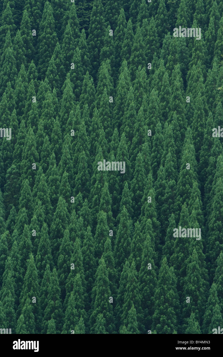 Tree green forests image hi-res stock photography and images - Alamy