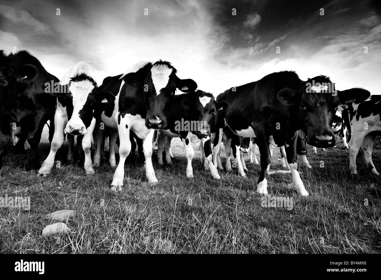 Line young beef cattle Black and White Stock Photos & Images - Alamy