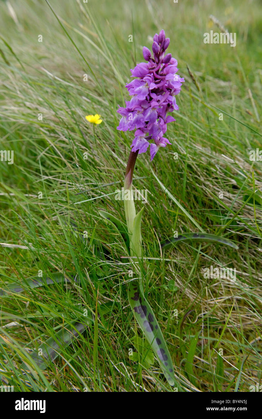Early Purple Orchid Stock Photo