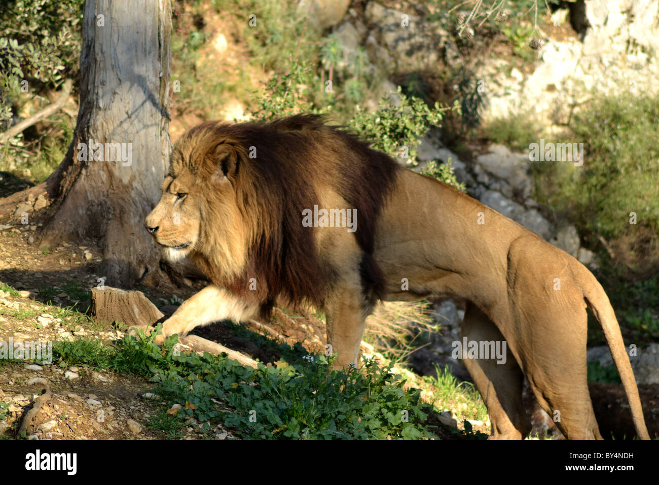 Lion on a zoo Stock Photo - Alamy