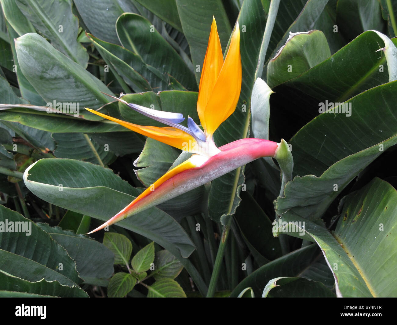 Bird of paradise" flower (Strelitzia), Tenerife, Islas Canarias (Canary  Islands), Spain Stock Photo - Alamy