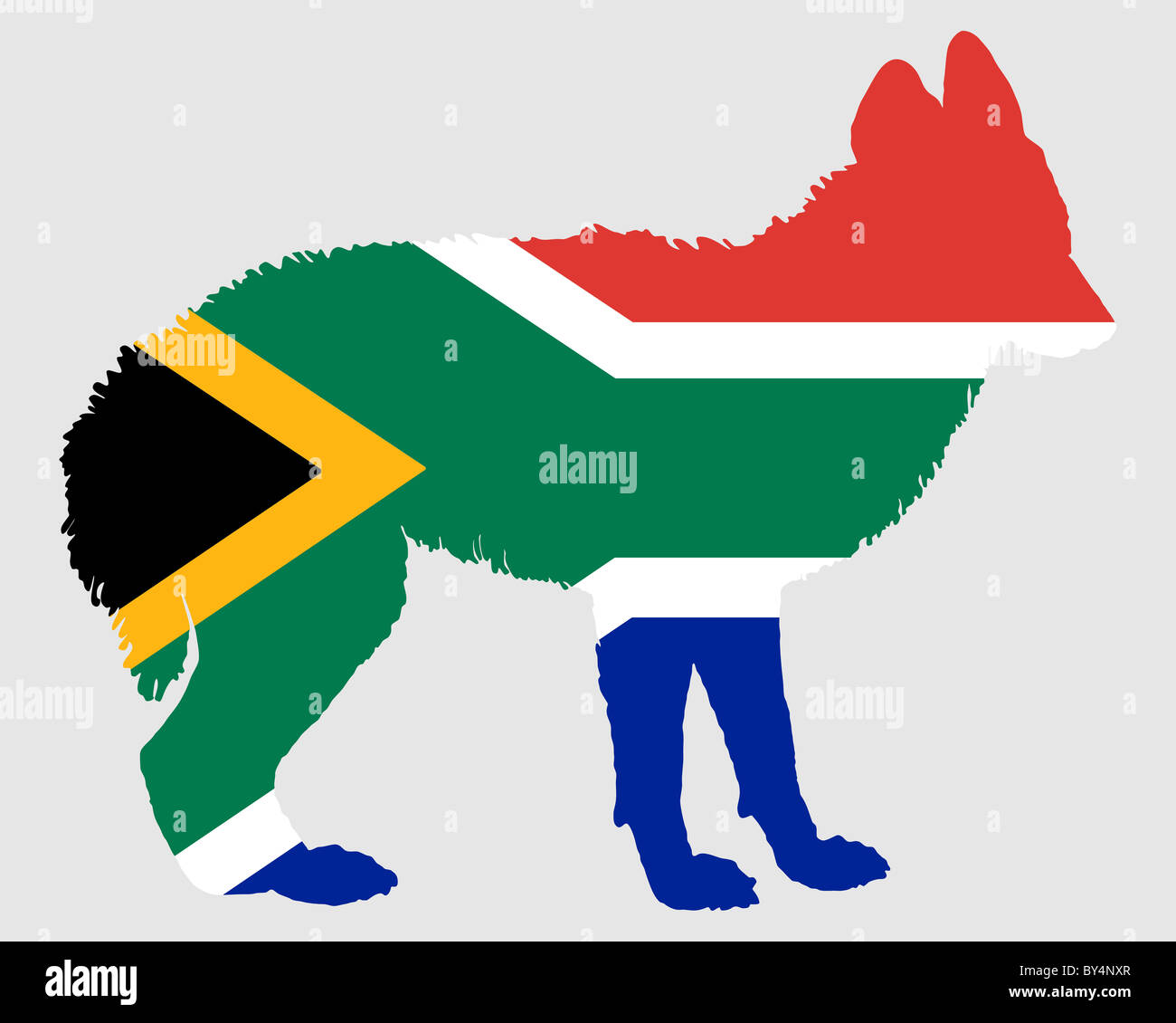 Jackal from South Africa Stock Photo Biology Diagrams