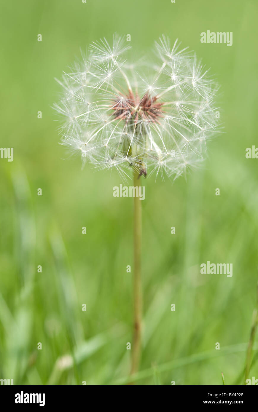 Dandelion clock in Kent meadow Stock Photo Alamy