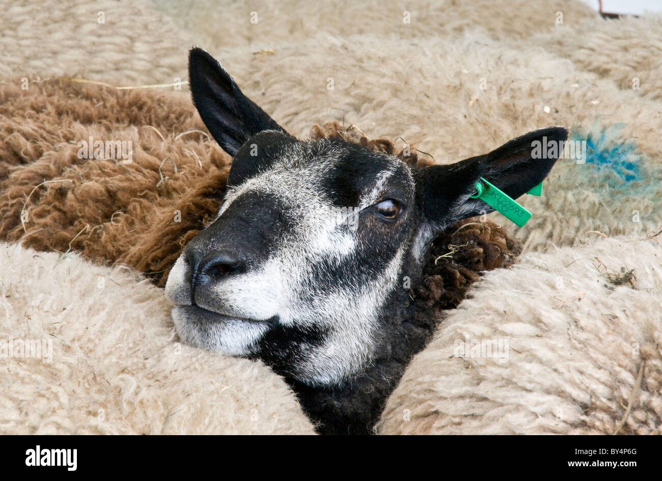 black sheep in pen, hemmed in by other sheep. Stock Photo