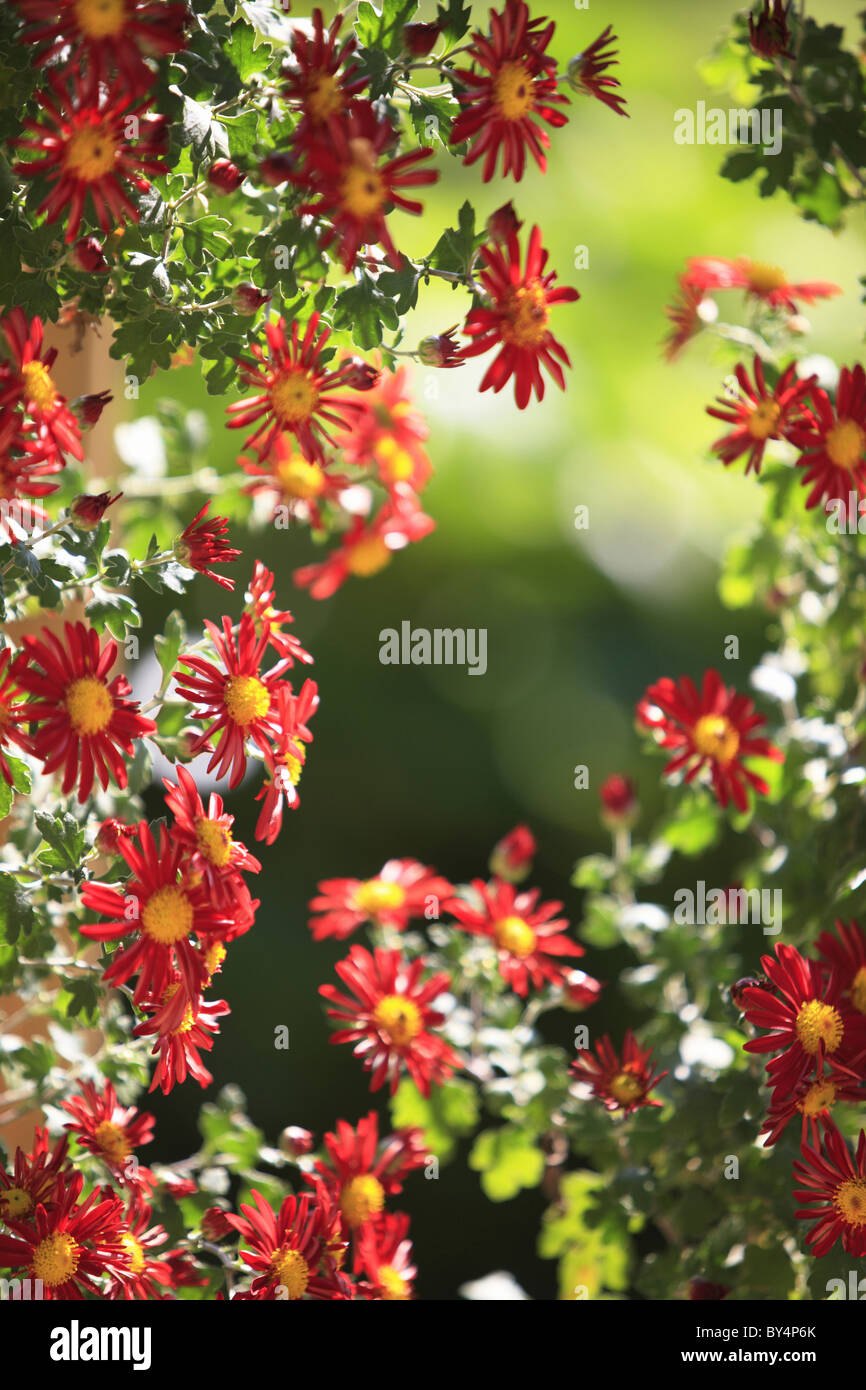 Chrysanthemum Flowers Stock Photo