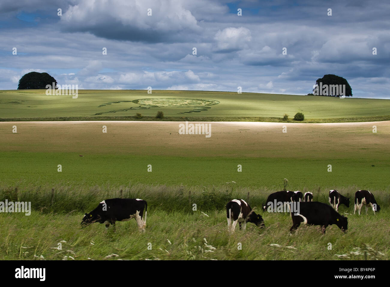 Cows graze in grass in the foreground. In the background is a crop circle of a jellyfish-like shape, on a Wiltshire wheat field Stock Photo