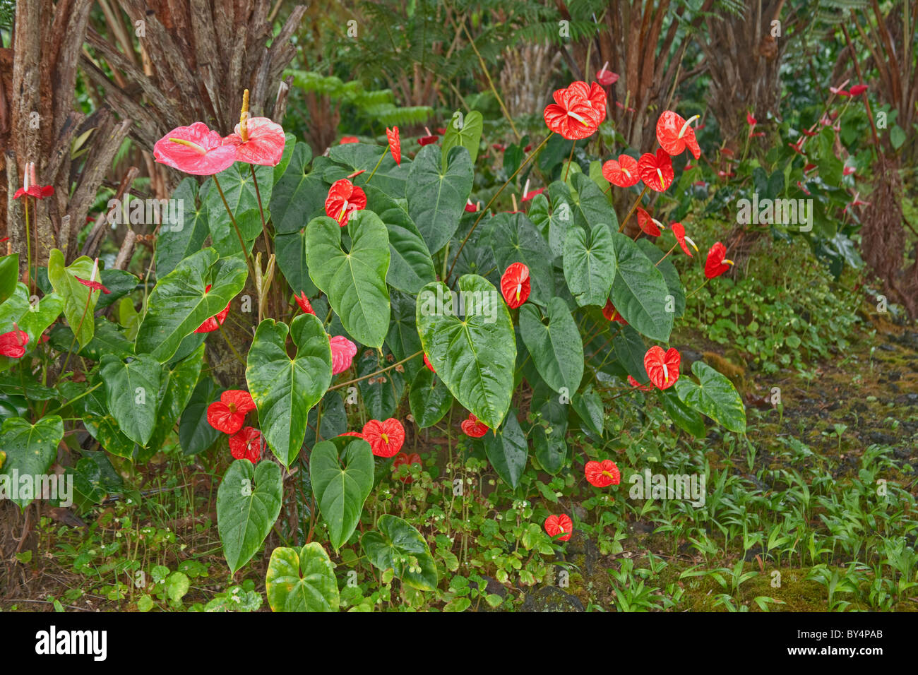 Anthurium plants flowering in natural state Stock Photo - Alamy