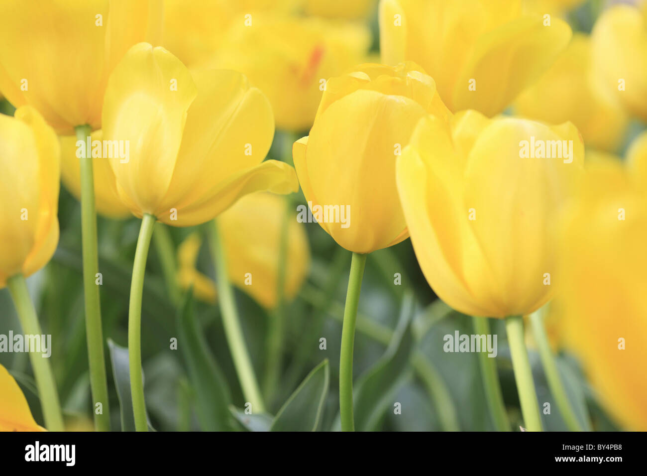 Group tulips hi-res stock photography and images - Alamy