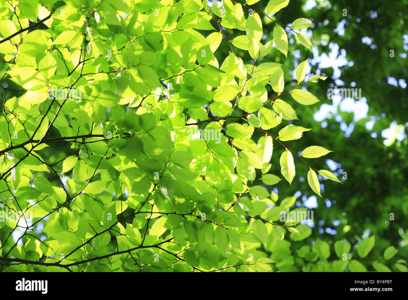 Close Up of Green Leaves Stock Photo - Alamy