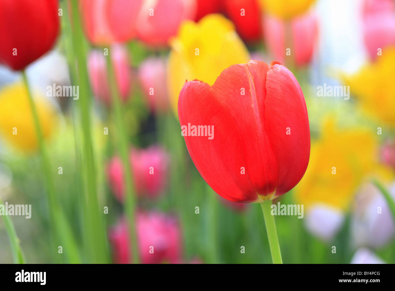 Tulip closeups hires stock photography and images Alamy
