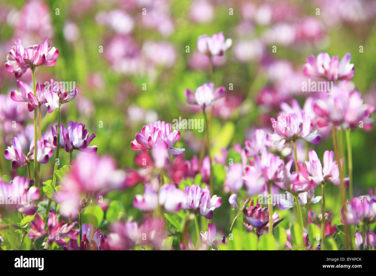 Chinese Milk Vetch Flowers Stock Photo Alamy