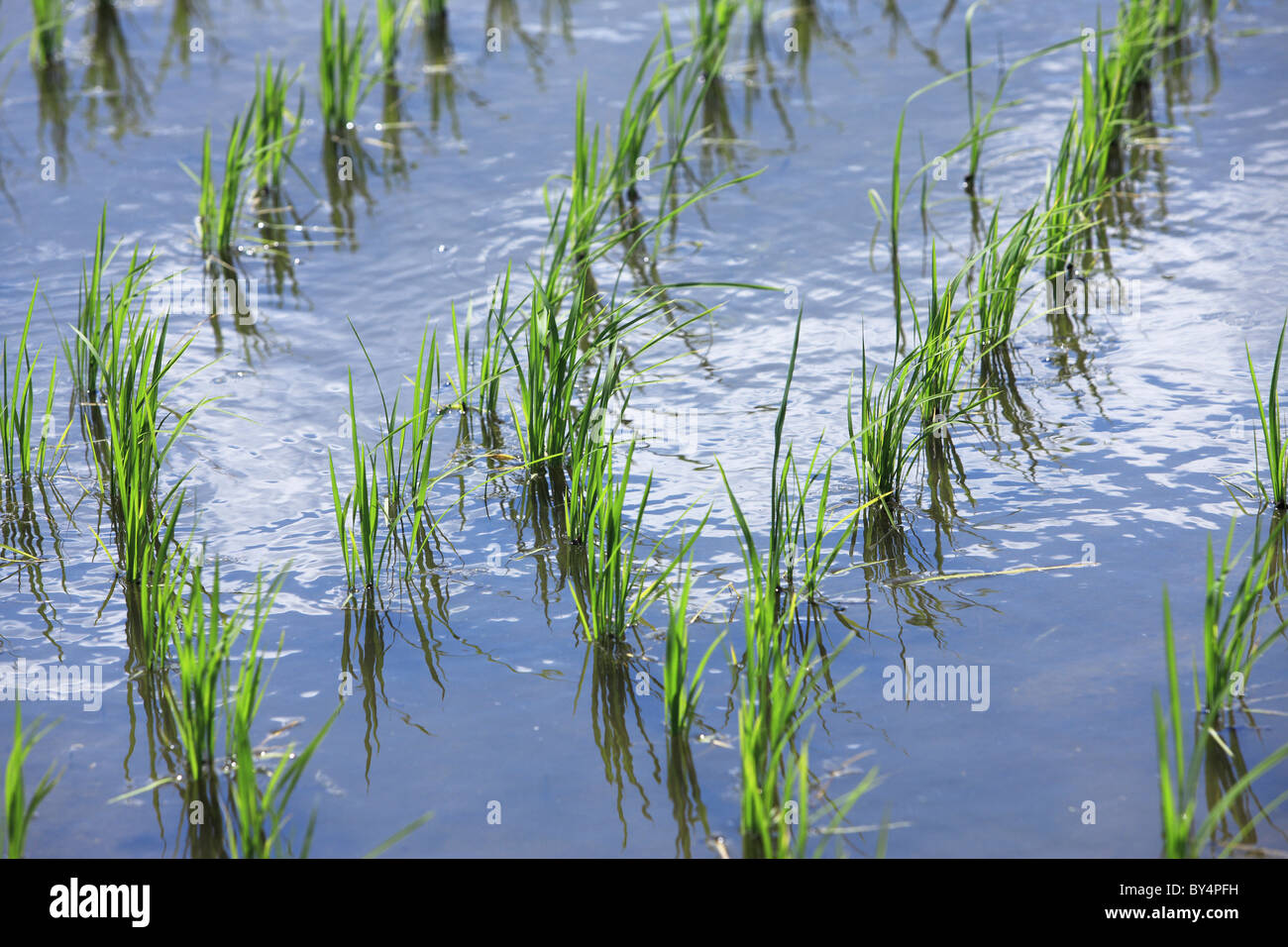 Rice paddy crops hi-res stock photography and images - Alamy