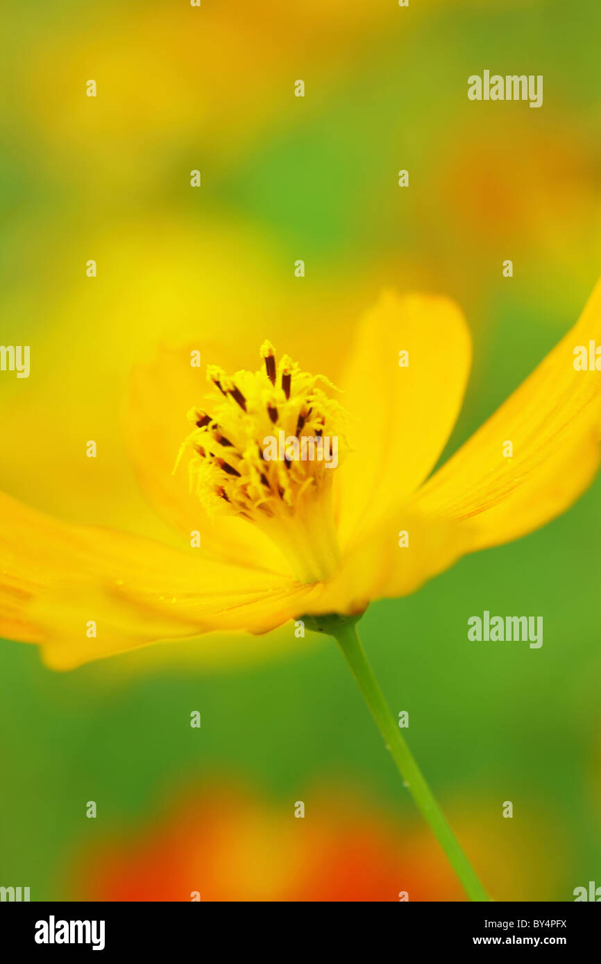 Yellow Cosmos Flower Stock Photo Alamy