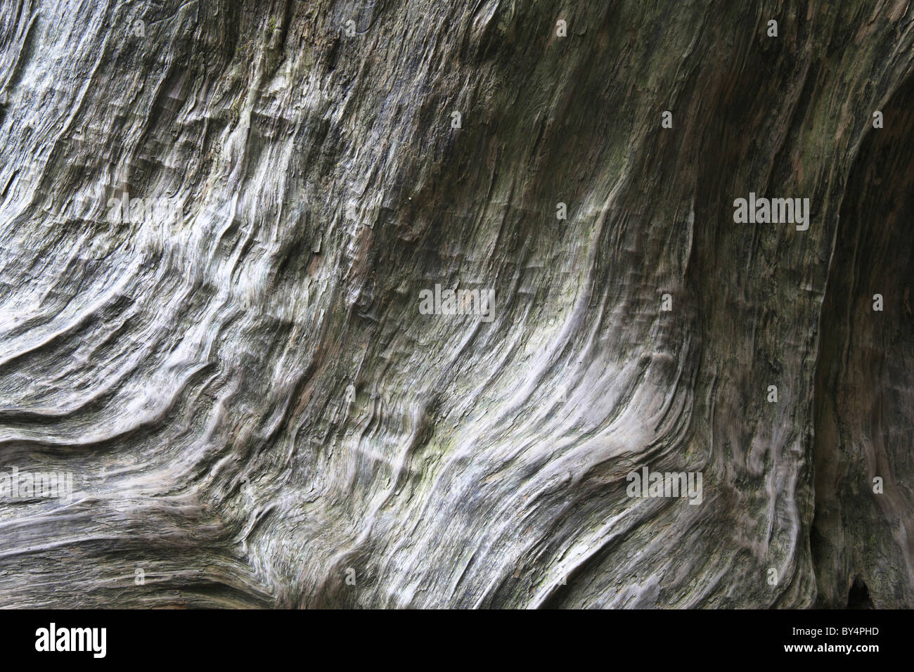 Close-up of Japanese cedar tree, Yakushima, Kagoshima Prefecture, Kyushu, Japan Stock Photo