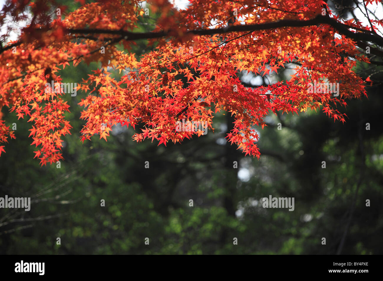 Japanese red leafed maple hi-res stock photography and images - Alamy