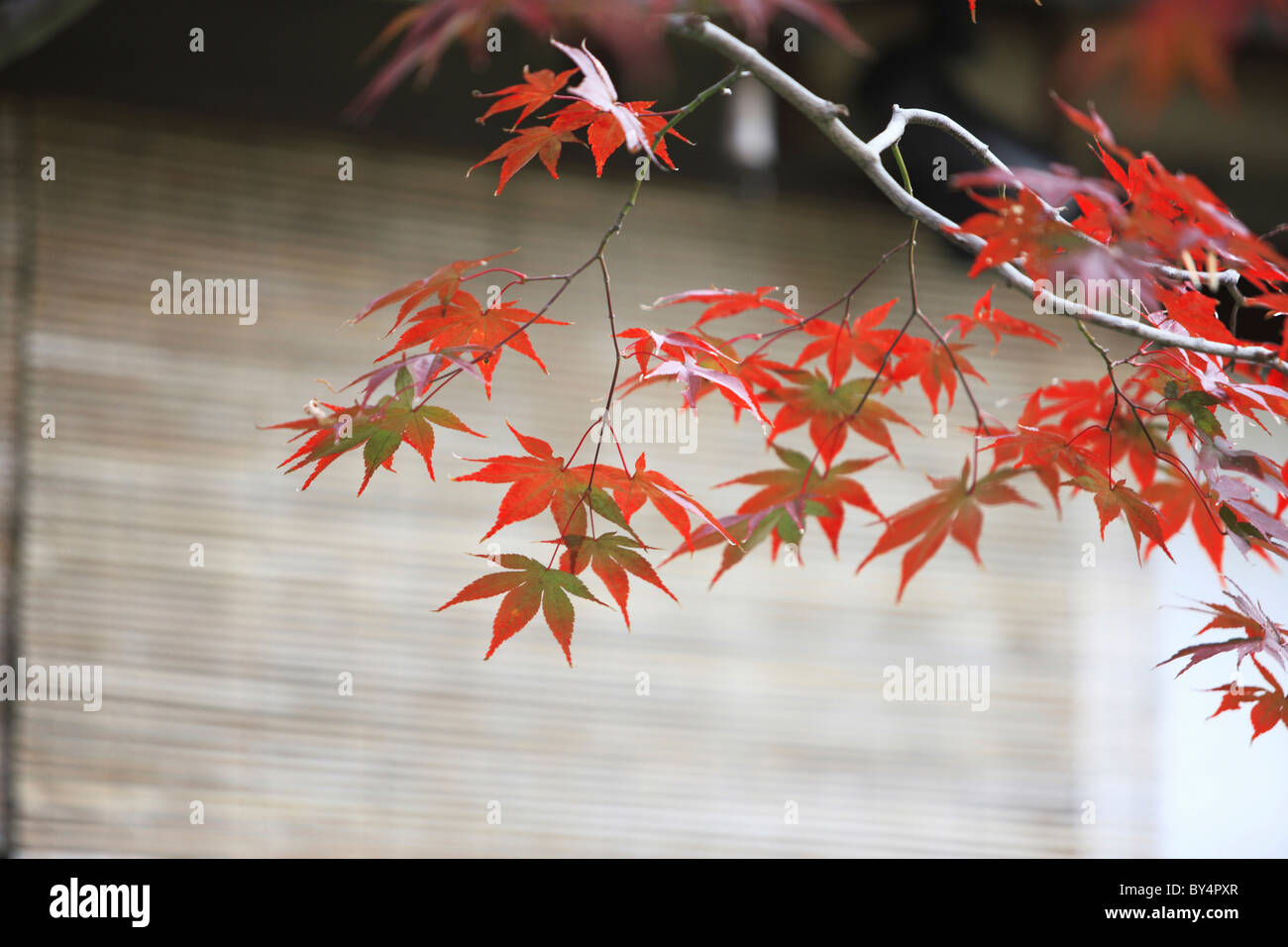 Japanese red leafed maple hi-res stock photography and images - Alamy