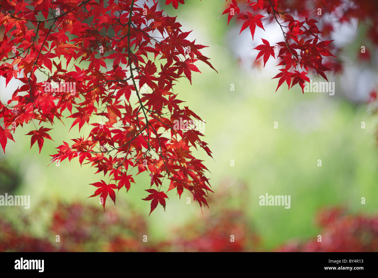 Japanese red leafed maple hi-res stock photography and images - Alamy