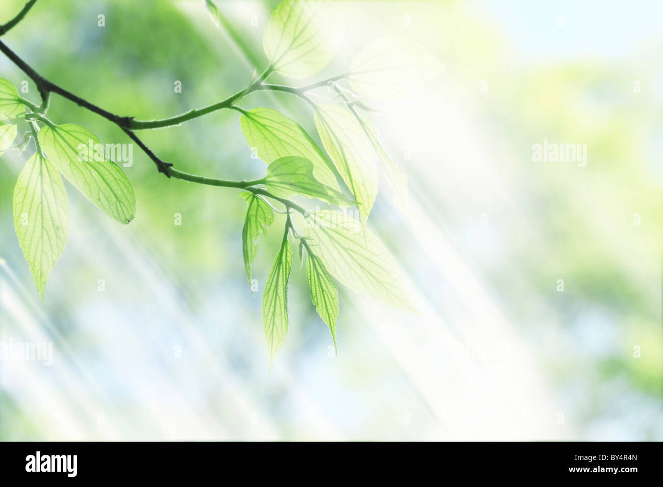 Green leaves on tree, digital enhancement, Osaka Prefecture, Honshu, Japan Stock Photo