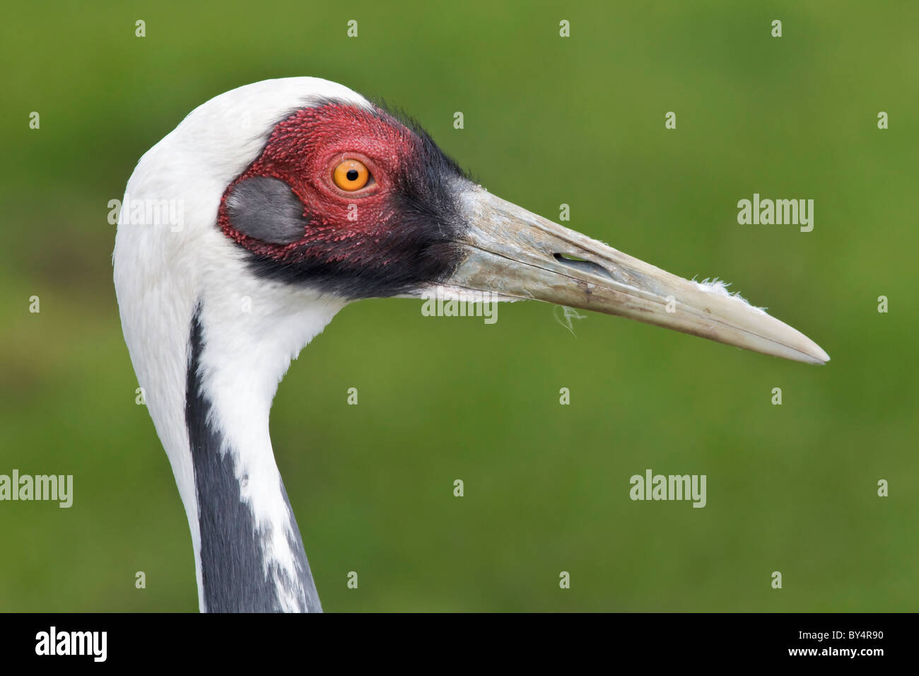 The rare and endangered White necked Crane - White naped Crane - Grus vipio Captive bred specimen - facial study Stock Photo