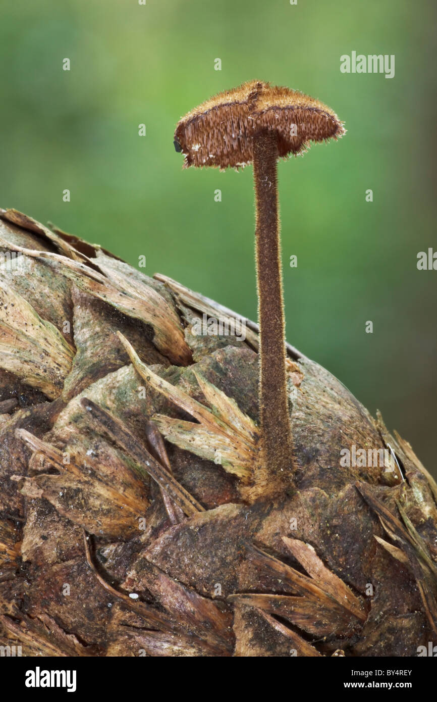 Earpick Fungus growing on a rotting pine cone Stock Photo