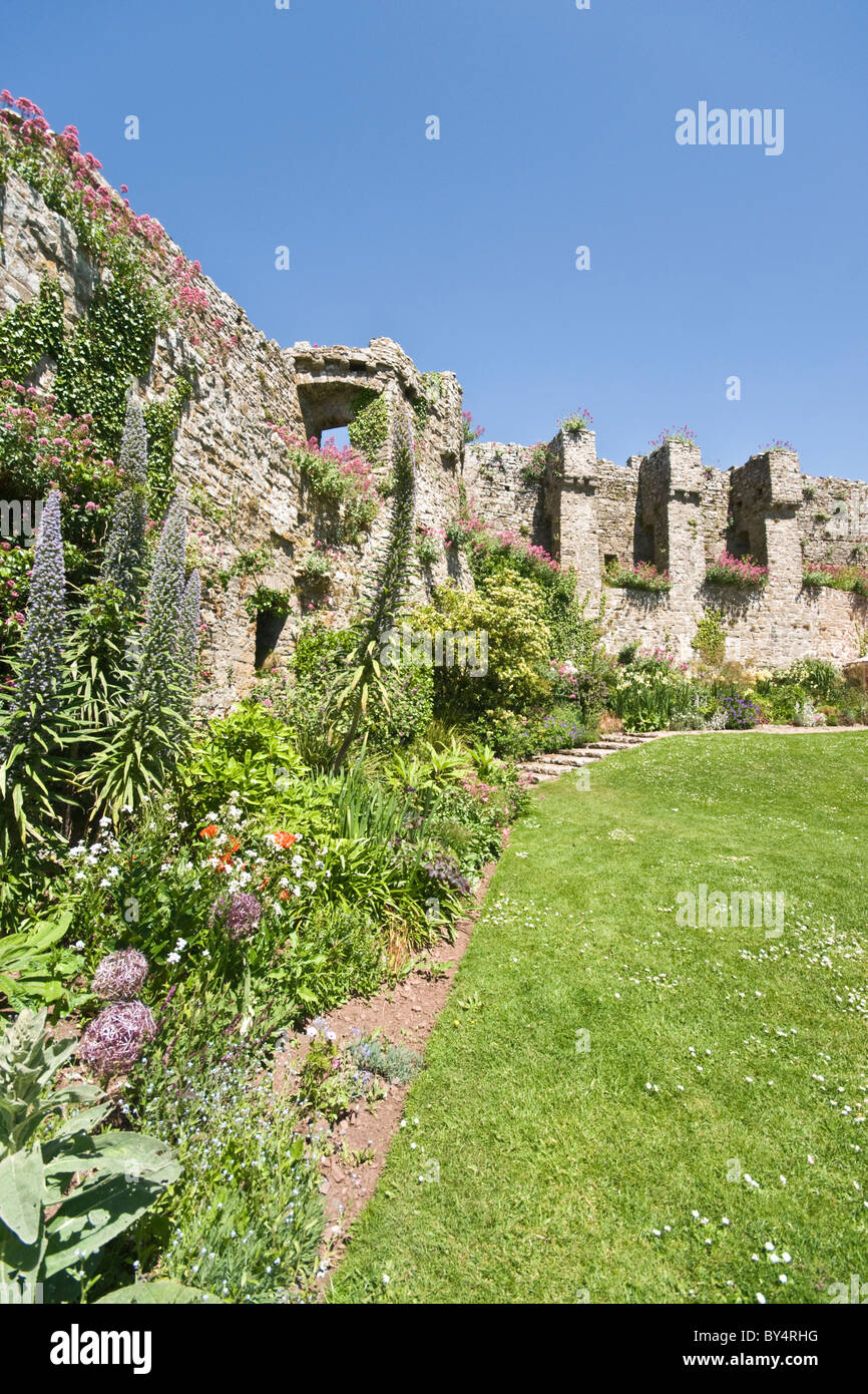 Manorbier Castle, Pembrokeshire. The picture shows the colourful flower