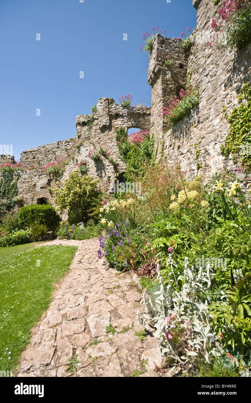 Manorbier Castle, Pembrokeshire. The picture shows the colourful flower
