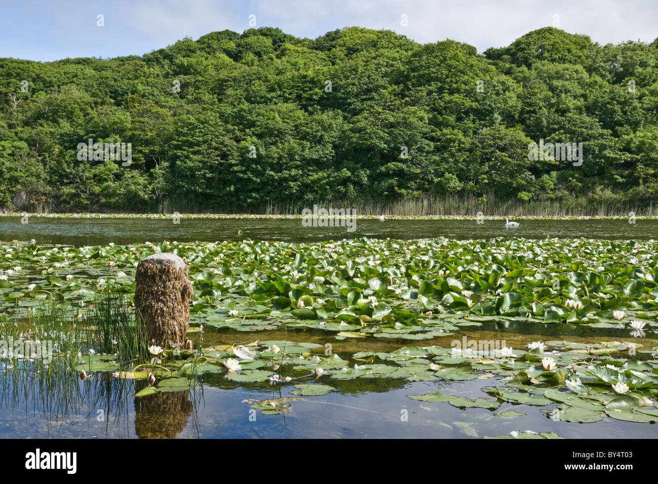 Bosherston Water Lily Ponds, Stackpole Estate, Pembrokeshire Stock Photo Alamy