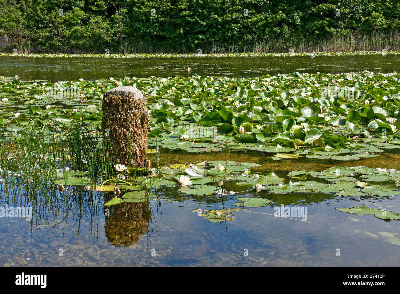 Bosherston Water Lily Ponds, Stackpole Estate, Pembrokeshire Stock ...