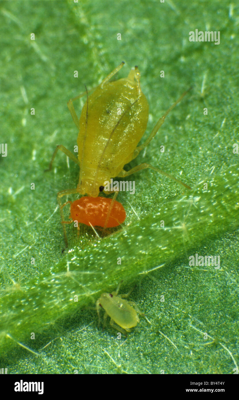 Velvet mite (Allothrombidium fuliginosum) immature nymph attacking an aphid Stock Photo