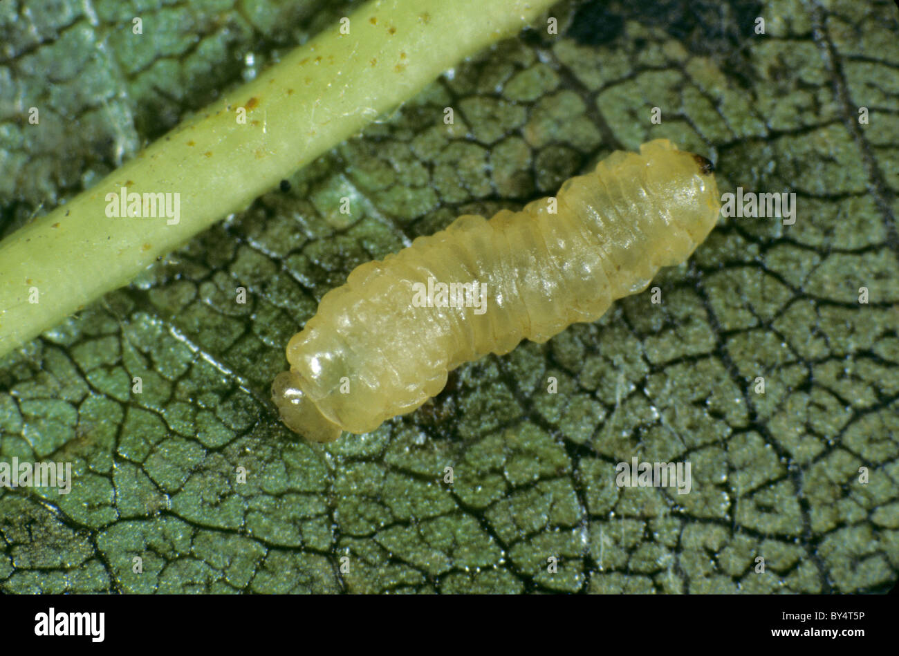Alder sawfly larva (Fenusa dohrnii) leafminer on an alder leaf Stock Photo
