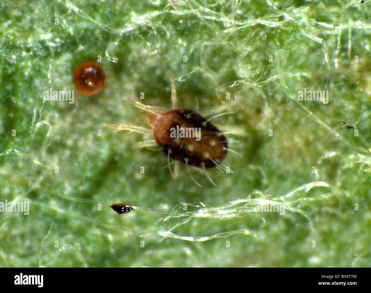Fruittree red spider mite (Panonychus ulmi) adult female on an apple