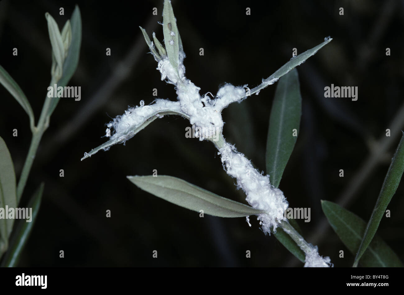 Olive shoots with waxy white secretion from olive psyllids (Euphyllura