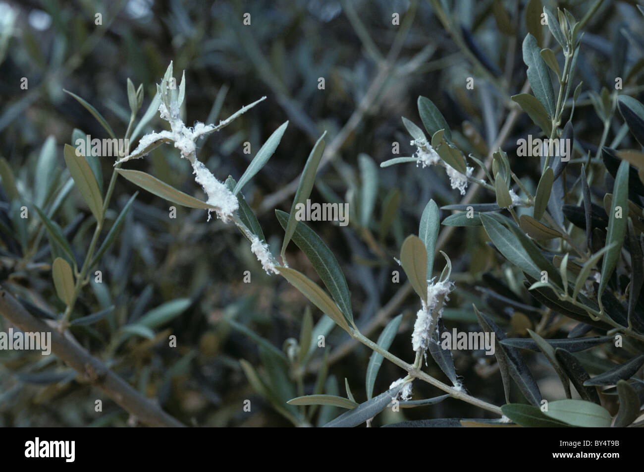 Olive shoots with waxy white secretion from olive psyllids (Euphyllura