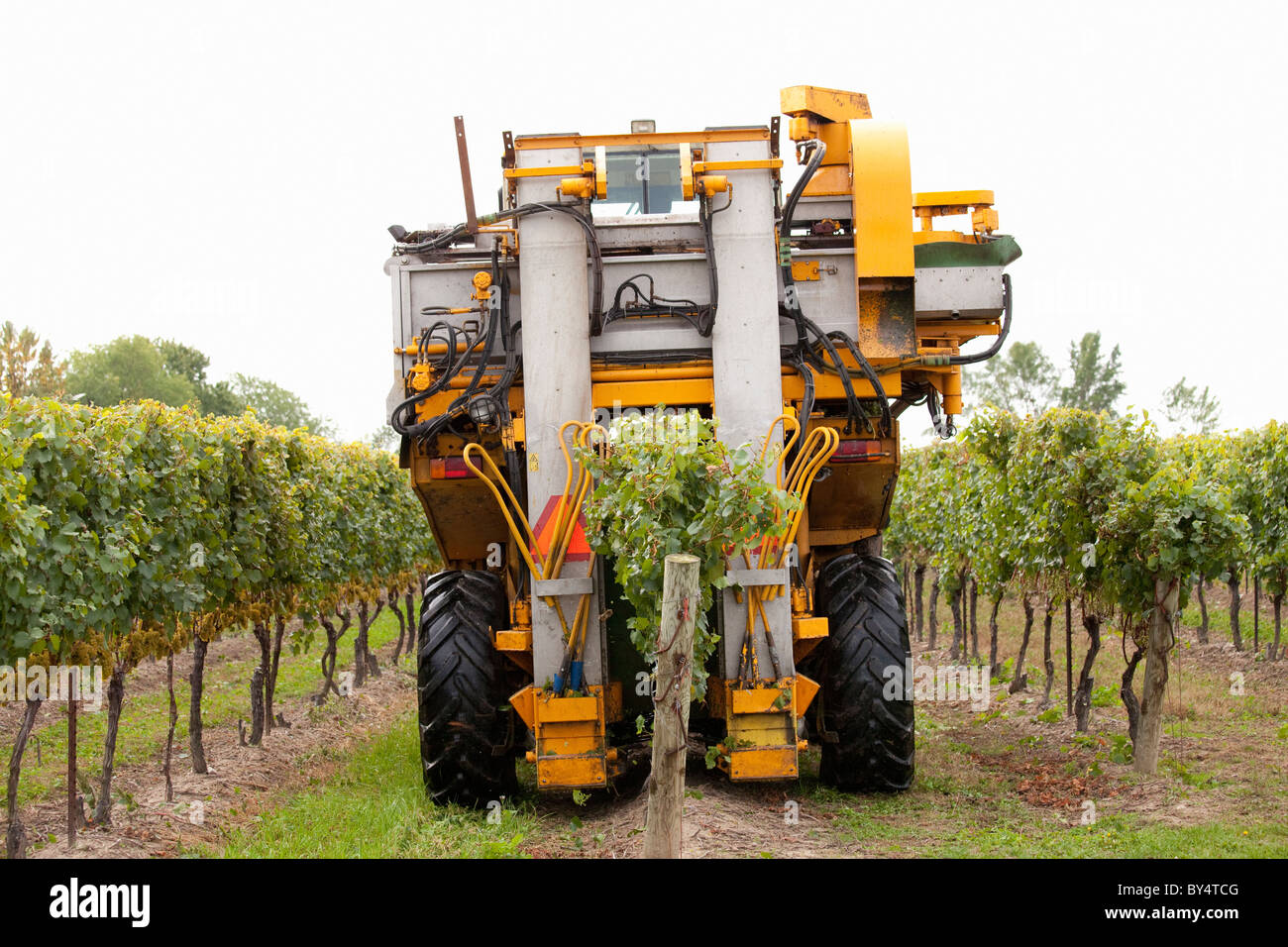 Canada,Ontario,Niagara-on-the-Lake,Niagara Region, grape harvest using a mechanical harvestor Stock Photo