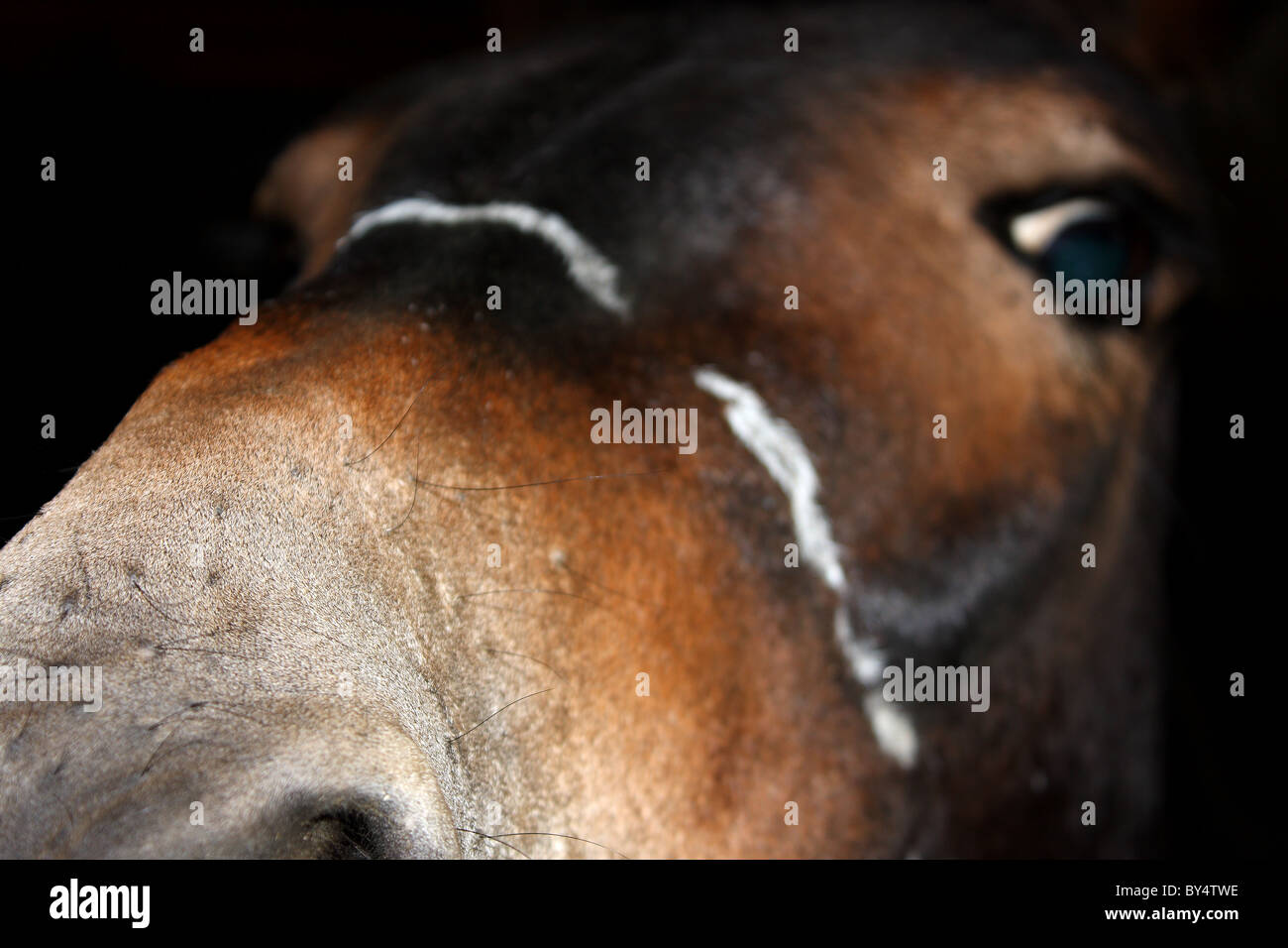 A close up photograph of a horse staring down the lens showing his