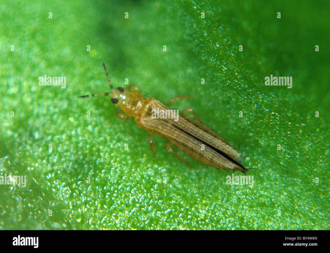 Western flower thrip (Frankliniella occidentalis) adult on a leaf Stock Photo