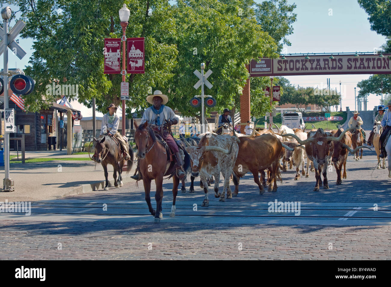Longhorn steers are herded together for their twice daily 'cattle drive' in the Stockyard district of Ft. Worth, Texas Stock Photo