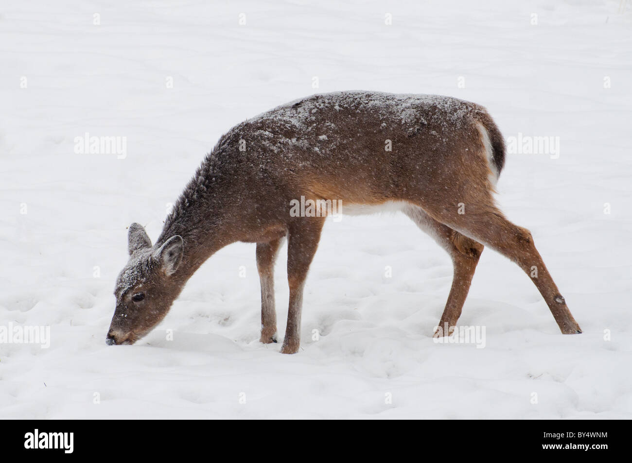 A Whitetailed Deer in a snowstorm Stock Photo Alamy