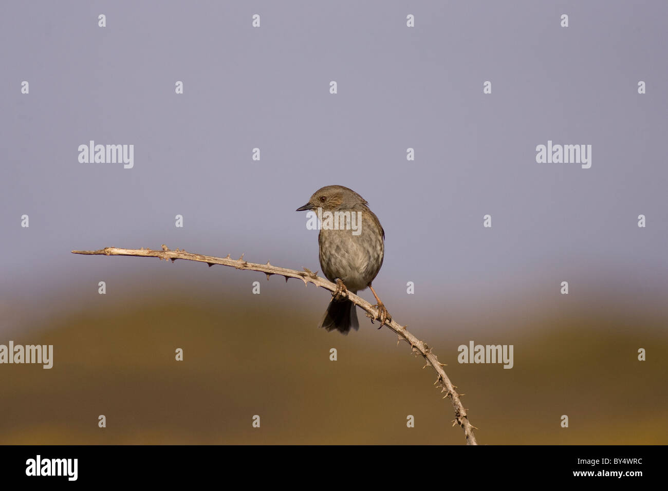 Dunnock, Prunella modularis Lands End; Cornwall Stock Photo