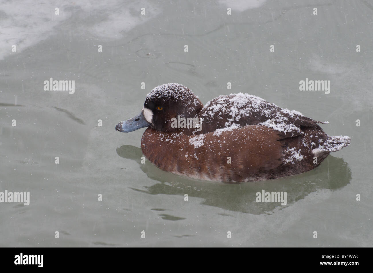 A view of a female Lesser Scaup Duck in a snowstorm. Stock Photo