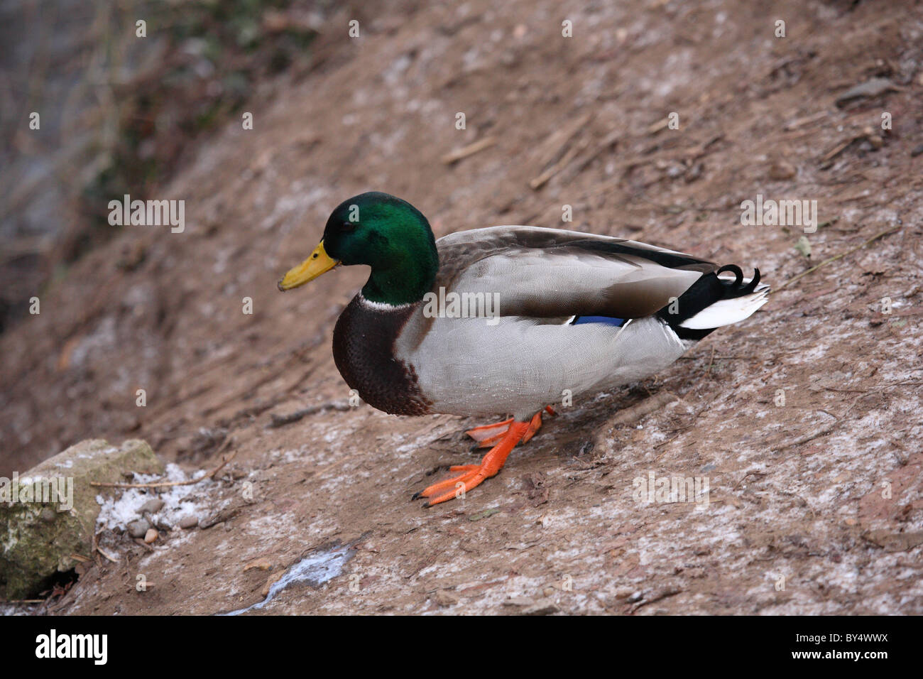 Mallard dabbling duck breeds throughout hi-res stock photography and ...