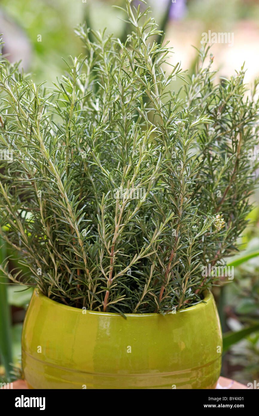 Rosemary (Rosmarinus officinalis) sprigs in a green pot Stock Photo