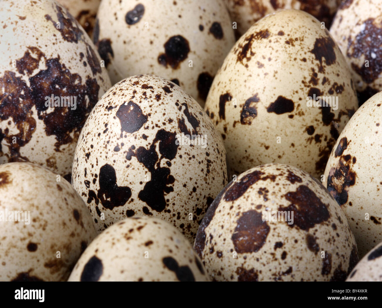Quail eggs Stock Photo - Alamy